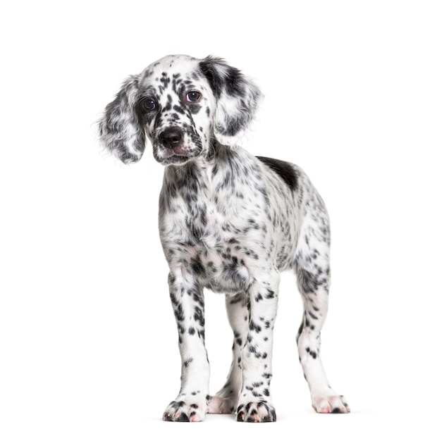 Standing Puppy english setter spotted black and white two months old Isolated