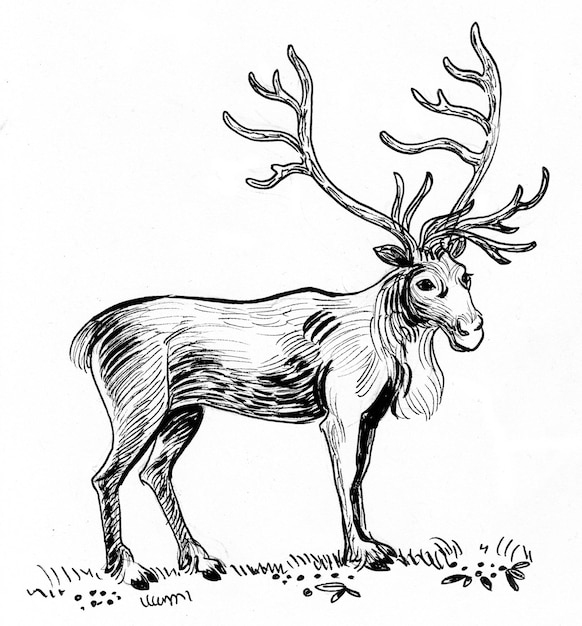 Photo standing reindeer. ink black and white drawing