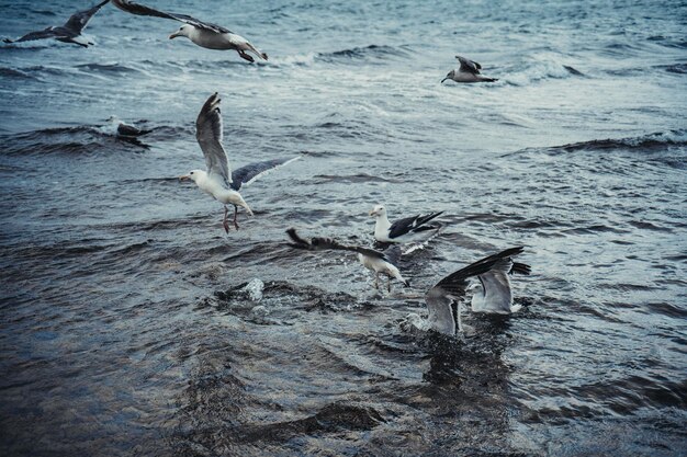 Standing seagulls flying over the sea