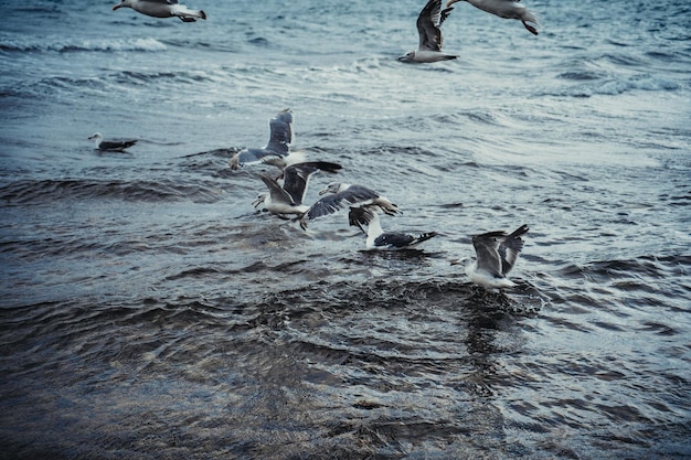 Standing seagulls flying over the sea