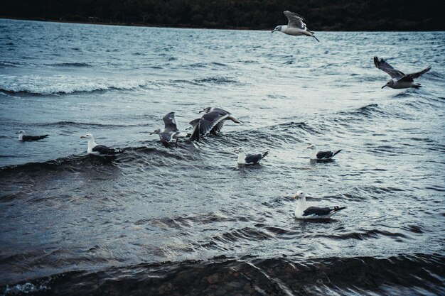 Standing seagulls flying over the sea