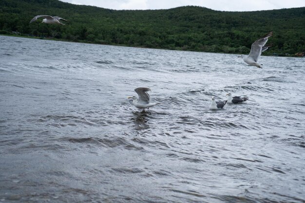 海の上を飛んで立っているカモメ