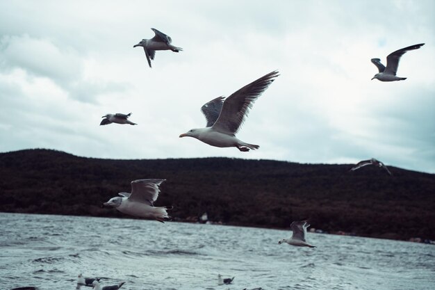 Standing seagulls flying over the sea