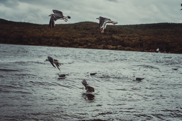 Standing seagulls flying over the sea