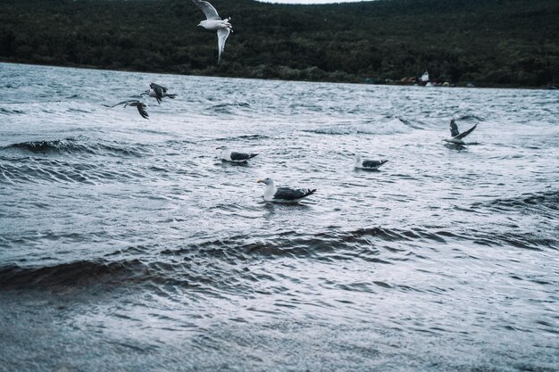 海の上を飛んで立っているカモメ