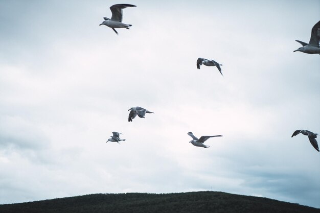 Standing seagulls flying over the sea