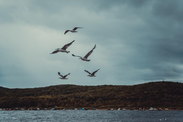 Standing seagulls flying over the sea