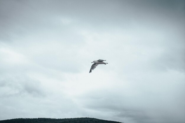 Standing seagulls flying over the sea