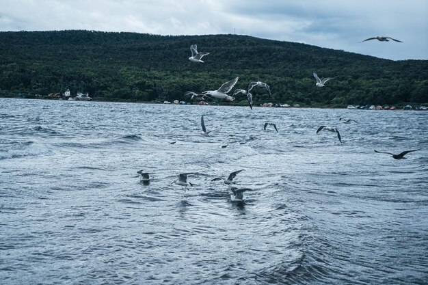 海の上を飛んで立っているカモメ