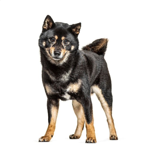 Standing Shiba Inu isolated on white