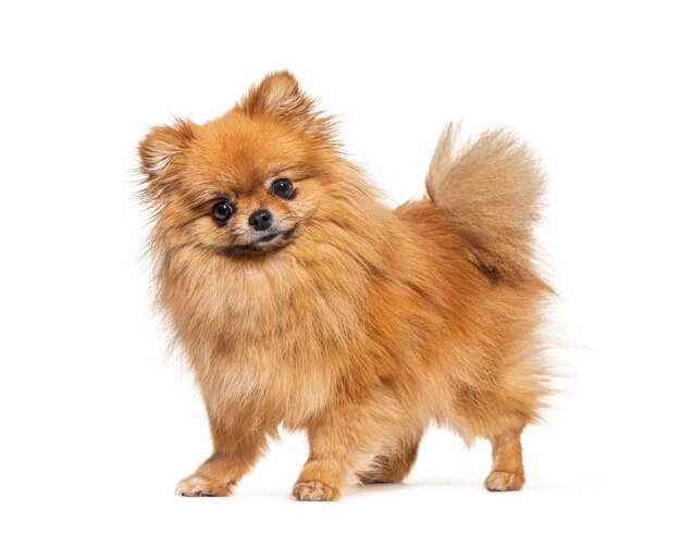 Standing Spitz side view and looking at the camera isolated