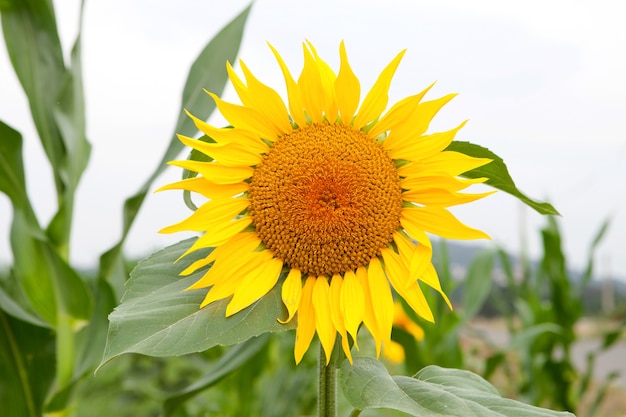 Standing tall sunflower with a bright yellow