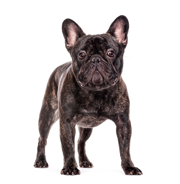 Standing three French bulldog isolated on white