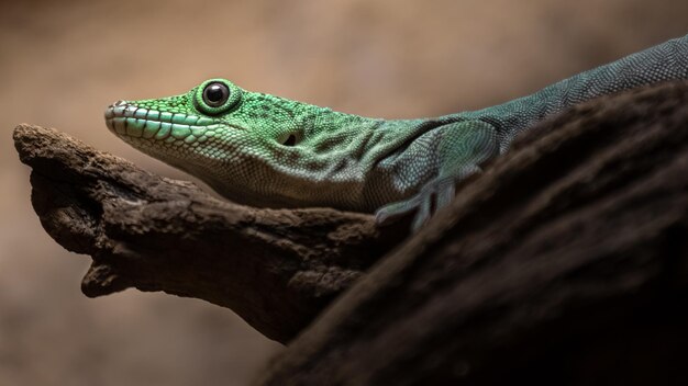 Standings day gecko