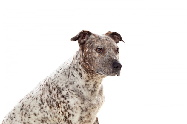 Photo stanford bull terrier posing