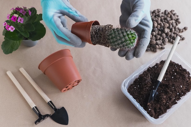 Stap 2 Plat leggen Stapsgewijze instructies voor het verplanten van een cactusbloem op een ambachtelijke achtergrond