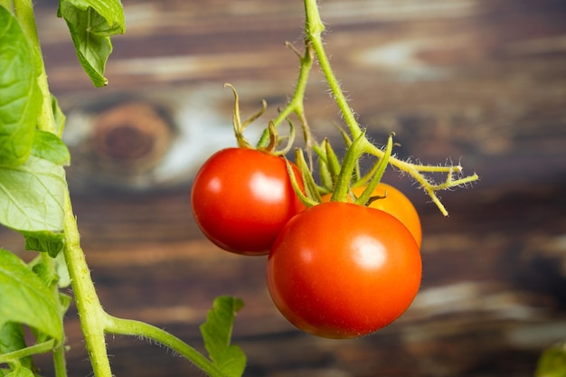 Stap voor stap tomaten kweken uit zaden Stap 13 rijpe tomaten