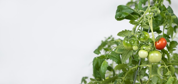 Stap voor stap tomaten kweken uit zaden Stap 13 rijpe tomaten