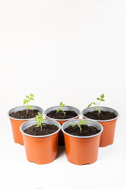 Stap voor stap tomaten kweken uit zaden Stap 9 getransplanteerde spruiten in potten