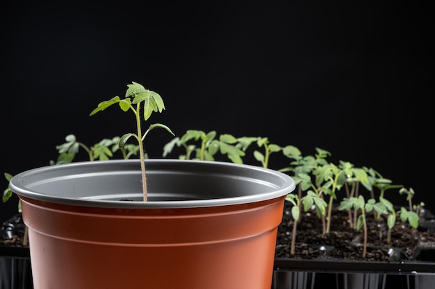 Stap voor stap tomaten uit zaden laten groeien Stap 9 zaailingen planten