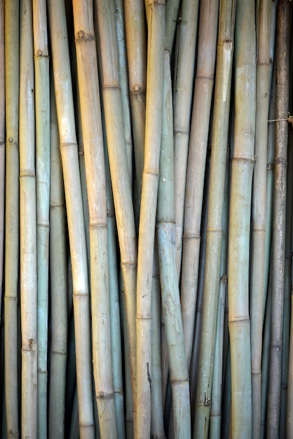 Stapel bamboe bij het drogen om als omheiningstaak te gebruiken