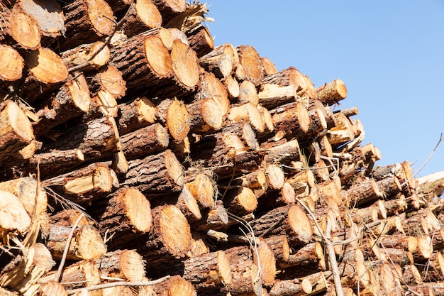 Stapel gesneden boomstammen van de pijnboomboom