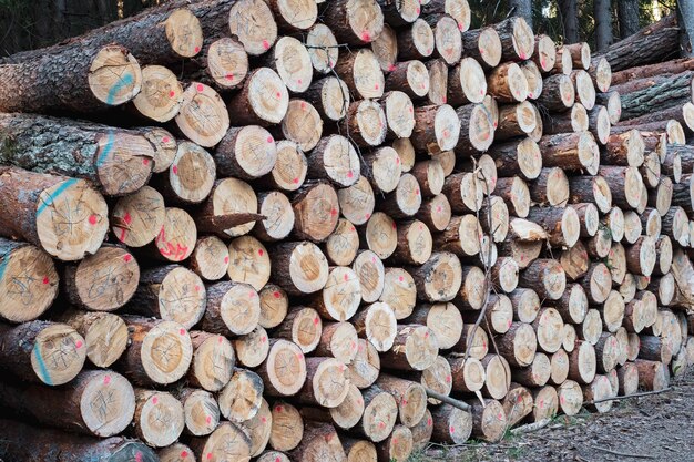 Stapel hout Een blik op enorme stapels boomstammen