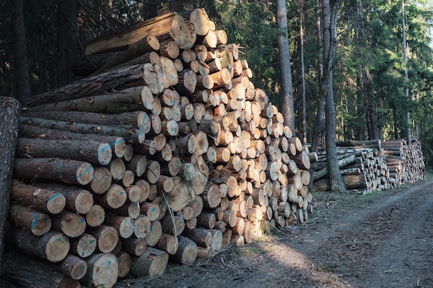 Stapel hout Een blik op enorme stapels boomstammen