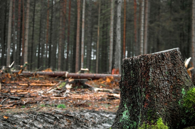 Stapel hout in het bos. Snijd hout. Stomp in het bos.