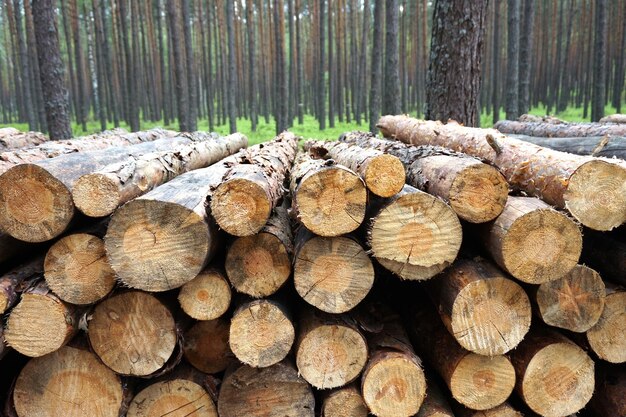 Stapel houtblokken in het bos