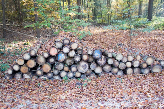 Foto stapel kiezelstenen in het bos