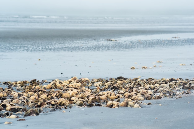 Stapel lege schelpen branding mosselen aan de kust achtergelaten van vissen