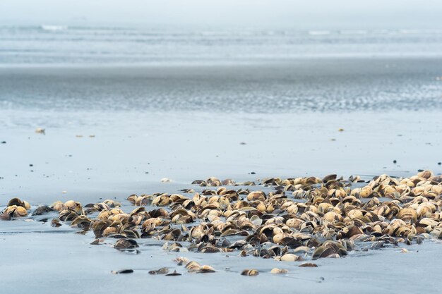 Stapel lege schelpen branding mosselen aan de kust achtergelaten van vissen