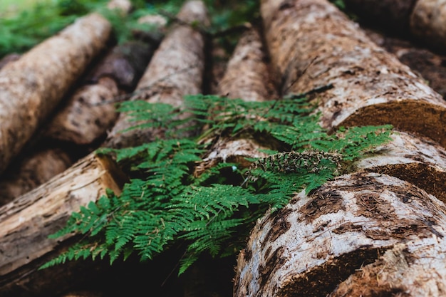 Stapel oude verweerde versleten oude logs 4