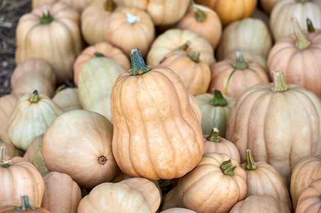 Stapel pompoenen bovenaanzicht