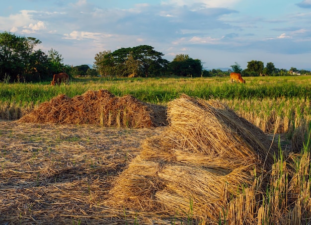 Foto stapel rijststro in een veld met koeien en hemel in de avond