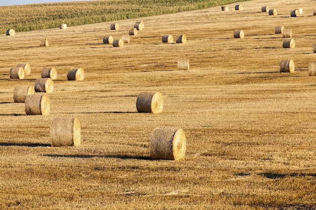 Stapel stro dat overbleef na de graanoogst