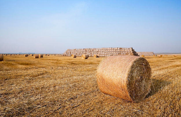 Stapel stro in het veld