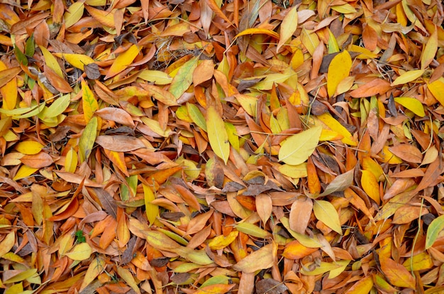 Foto stapel van de herfst de bruine bladeren