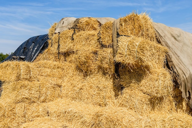 Stapel van de rechthoekige strobalen op een boerenerf