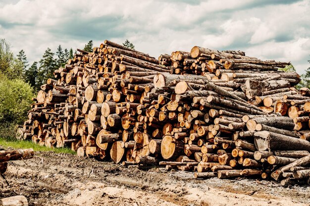 Stapel van sparrenstammen Gezaagde bomen uit het bos Houtkap houtindustrie Bomen kappen langs een weg die klaar is voor verwijdering