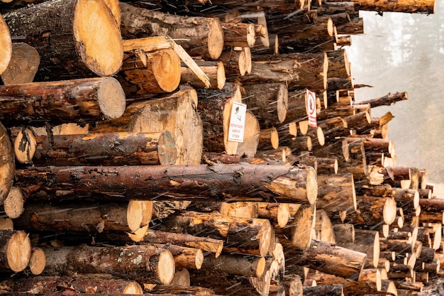 Stapel van sparrenstammen Gezaagde bomen uit het bos Houtkap houtindustrie Bomen kappen langs een weg die klaar is voor verwijdering