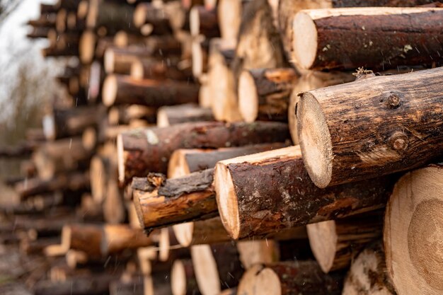 Stapel van sparrenstammen Gezaagde bomen uit het bos Houtkap houtindustrie Bomen kappen langs een weg die klaar is voor verwijdering