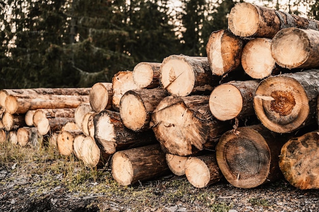 Stapel van sparrenstammen Gezaagde bomen uit het bos Houtkap houtindustrie Bomen kappen langs een weg die klaar is voor verwijdering