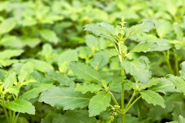 Stapel verse groene basilicum