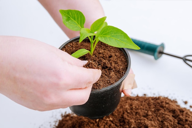 Stapel vruchtbare grond op een witte achtergrond. Peper planten in plastic potten