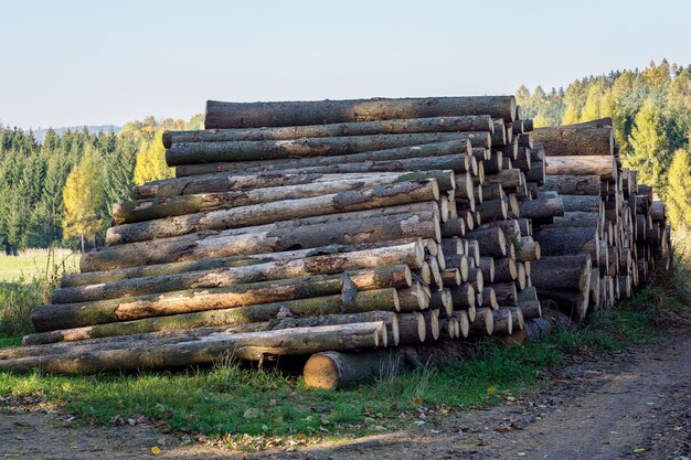 Stapel vuren hout in het bos Een weergave van enorme stapels boomstammen