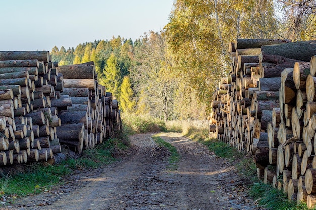 Stapel vuren hout in het bos Een weergave van enorme stapels boomstammen