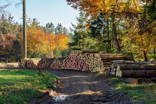 Stapel vuren hout in het bos Een weergave van enorme stapels boomstammen