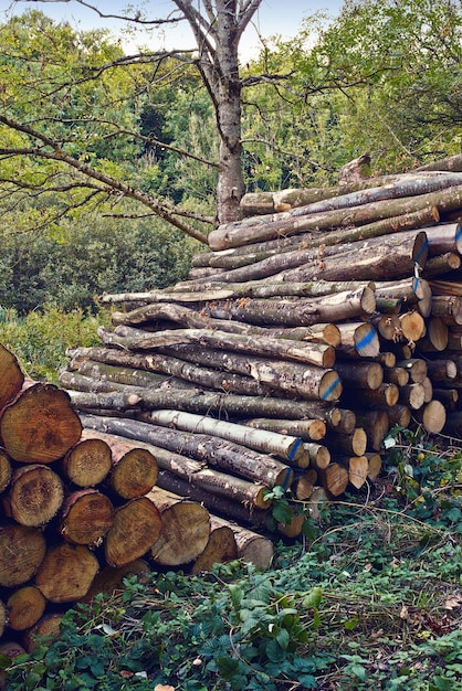 Stapelen voor de winter Een grote stapel hout